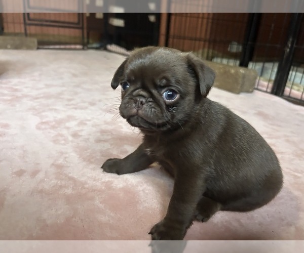 Medium Photo #59 Pug Puppy For Sale in BLOOMINGTON, IL, USA