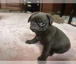 Small Photo #59 Pug Puppy For Sale in BLOOMINGTON, IL, USA