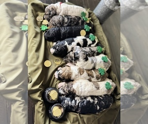 Poodle (Miniature) Puppy for sale in PHOENIX, AZ, USA