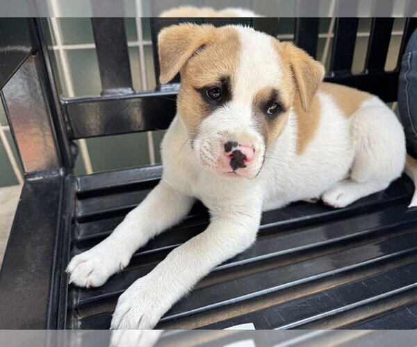 Medium Photo #1 Mutt Puppy For Sale in Rancho Cucamonga, CA, USA