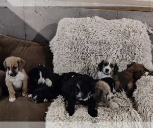 Boxer-F2 Aussiedoodle Mix Puppy for sale in HAGER CITY, WI, USA