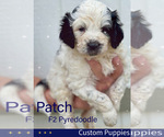 Small Photo #5 Pyredoodle Puppy For Sale in GEORGETOWN, TX, USA