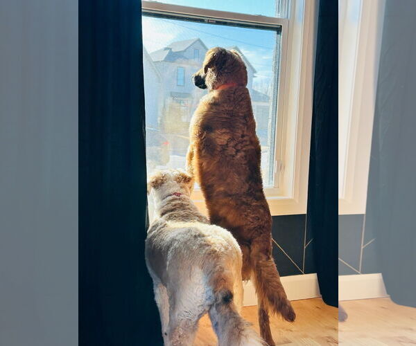 Medium Photo #4 Retriever -Unknown Mix Puppy For Sale in Winter Park, CO, USA