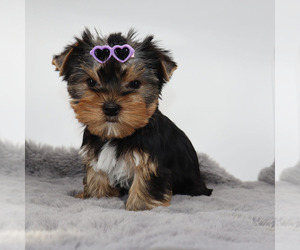 Yorkshire Terrier Puppy for sale in LOS ANGELES, CA, USA