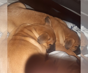 American Pit Bull Terrier-Belgian Malinois Mix Puppy for sale in LAS VEGAS, NV, USA