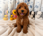 Small #1 Goldendoodle mix (+ Poodle Miniature)