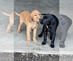 Small Photo #2 Irish Setter-Labrador Retriever Mix Puppy For Sale in SHEDD, OR, USA