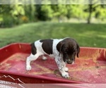 Small Photo #3 German Shorthaired Pointer Puppy For Sale in FRONT ROYAL, VA, USA