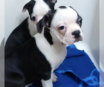 Small #3 Boston Terrier