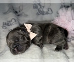 Small Photo #42 French Bulldog Puppy For Sale in MIMS, FL, USA
