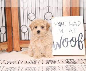 Maltipoo Puppy for sale in NAPLES, FL, USA