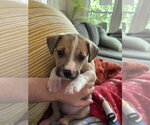 Small #2 American Pit Bull Terrier-Black Mouth Cur Mix
