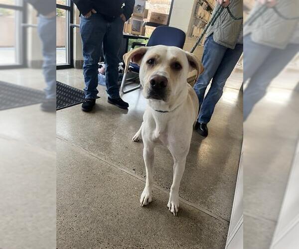 Medium Photo #1 Labrador Retriever-Unknown Mix Puppy For Sale in Jackson, CA, USA