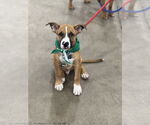 Small Boxer Mix