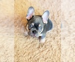 Small #2 French Bulldog
