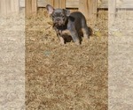 Small Photo #7 French Bulldog Puppy For Sale in EDMOND, OK, USA