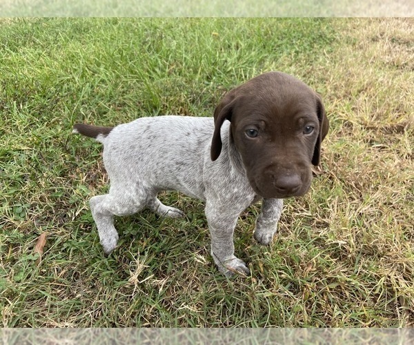 Medium Photo #17 German Shorthaired Pointer Puppy For Sale in CONCORD, NC, USA