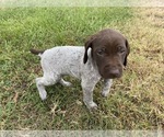Small Photo #17 German Shorthaired Pointer Puppy For Sale in CONCORD, NC, USA