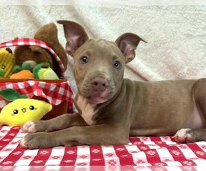 American Pit Bull Terrier-Unknown Mix Dogs for adoption in Wetumpka, AL, USA