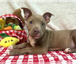261253  Ruckus - Male American Pit Bull Terrier-Unknown Mix Dog for Adoption - Small photo