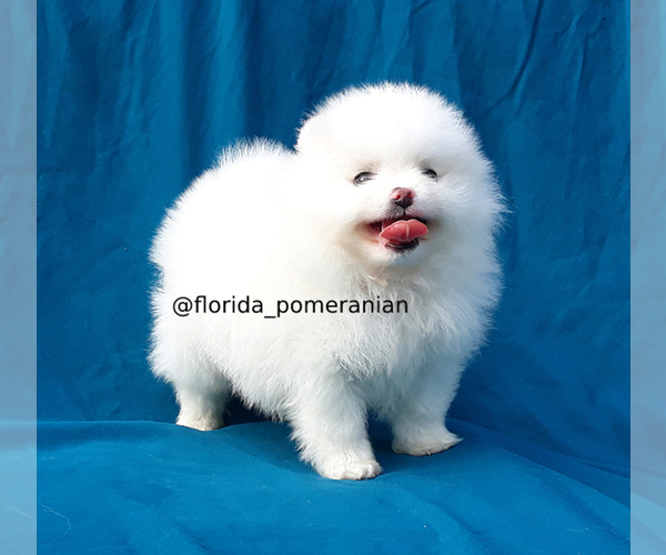 Medium Photo #10 Pomeranian Puppy For Sale in PALM BCH GDNS, FL, USA
