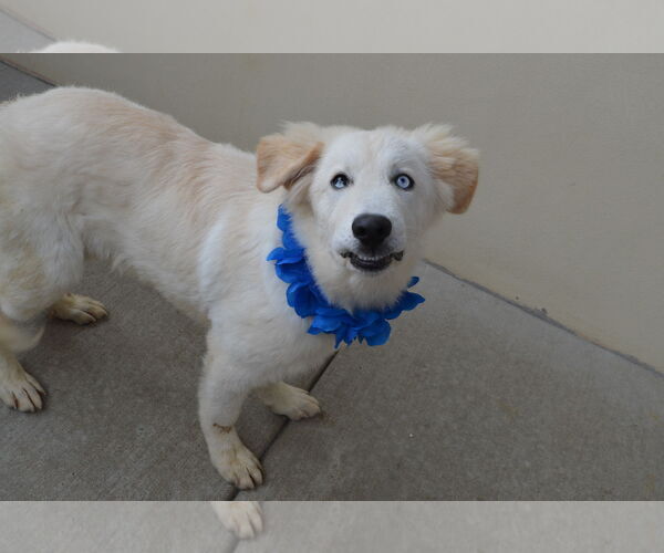 Medium Photo #2 Great Pyrenees-Unknown Mix Puppy For Sale in McKinney, TX, USA