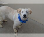 Small #1 Great Pyrenees Mix