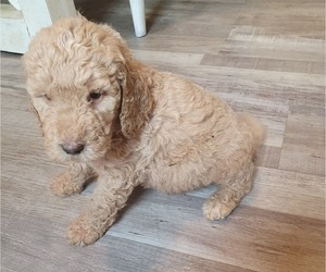Goldendoodle-Poodle (Miniature) Mix Puppy for sale in ANGOLA, IN, USA