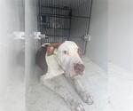 Small American Pit Bull Terrier Mix