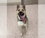 Small Gerberian Shepsky