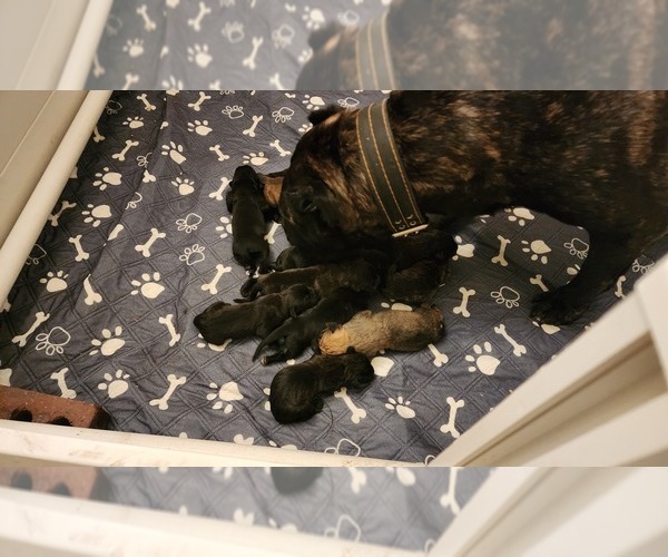 Medium Photo #4 Cane Corso Puppy For Sale in CHICAGO, IL, USA