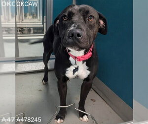 Mutt Dogs for adoption in Oklahoma City, OK, USA