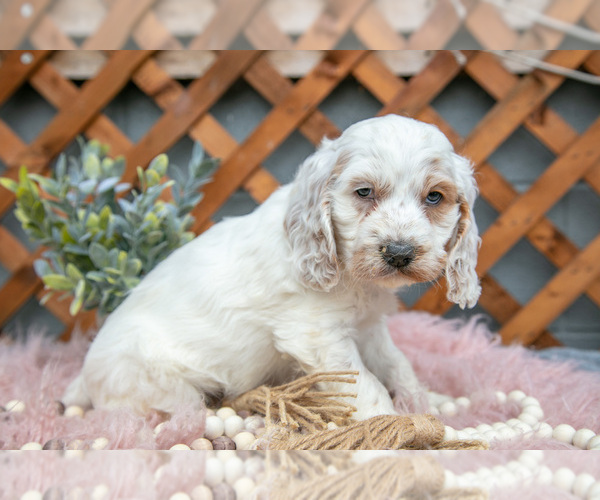 Medium Photo #10 Cock-A-Poo Puppy For Sale in MILLERSBURG, OH, USA
