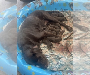 Labrador Retriever Puppy for sale in HOLDEN BEACH, NC, USA