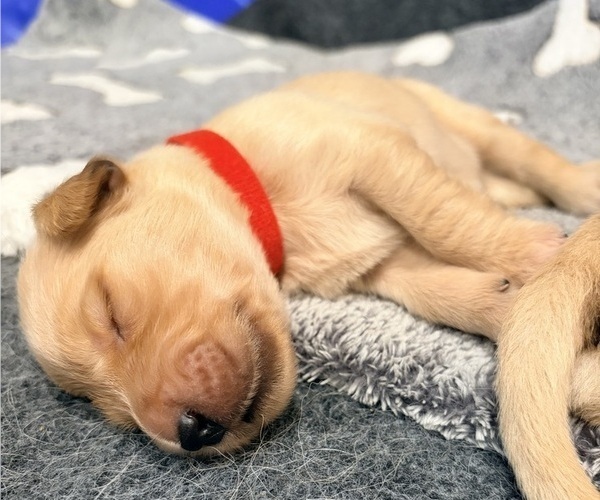 Medium Photo #2 Golden Retriever Puppy For Sale in PHOENIX, AZ, USA