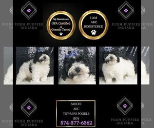 Poodle (Miniature) Puppy for sale in WARSAW, IN, USA