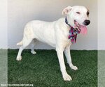 Small #5 American Staffordshire Terrier Mix