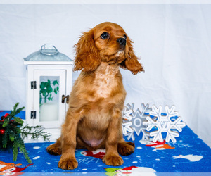 Medium Cavalier King Charles Spaniel