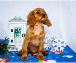 Puppy 1 Cavalier King Charles Spaniel