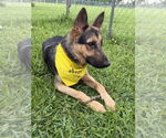 Small #3 German Shepherd Dog Mix