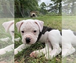 Small Photo #20 American Bulldog Puppy For Sale in WALTERBORO, SC, USA