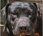 Small #5 Labrador Retriever Mix