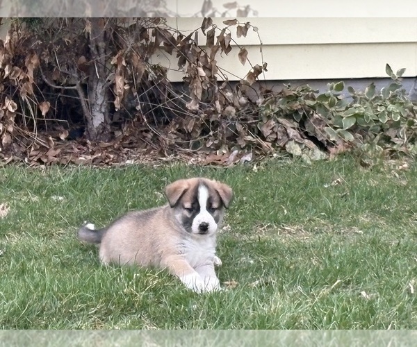 Medium Photo #15 Alaskan Husky-Saint Bernard Mix Puppy For Sale in OLIVET, MI, USA