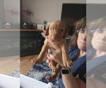 Small #2 Vizsla