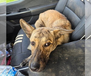 Sophie Girl - Female Mutt Dog for Adoption - Photo #3