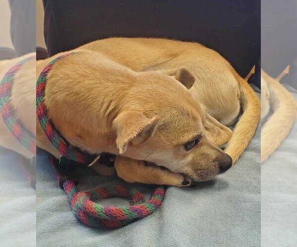 Medium Photo #2 Chihuahua-Unknown Mix Puppy For Sale in Amarillo, TX, USA