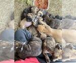 Small Photo #11 American Pit Bull Terrier-Olde English Bulldogge Mix Puppy For Sale in EUNICE, LA, USA