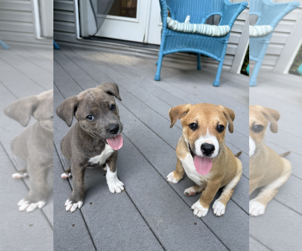 Medium Photo #3 Mutt Puppy For Sale in Rockville, MD, USA