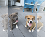 Small #2 Mutt