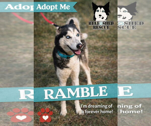 Medium Photo #1 Siberian Husky Puppy For Sale in Cumming, GA, USA